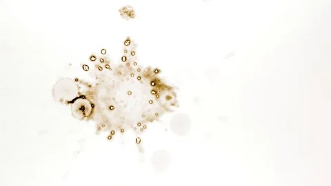 Black ink drops splatters spilling on white background 動画素材 125475900