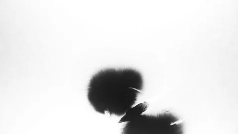 Black ink drops splatters spilling on white background Stock Footage 125477072
