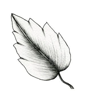 Black ink leaf drawing isolated on white, simple line art drawing of a leaf Stock Illustration