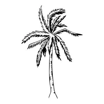 Black Ink Palm tree Sketch. Hand-drawn tropical exotic Tree. Summer beach F.. 스톡 일러스트