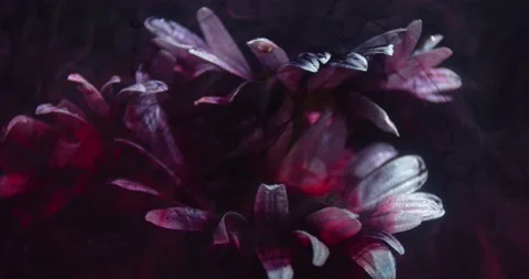Black ink splashes are falling down on a flower underwater, close up, 4k Stock Footage 141570103