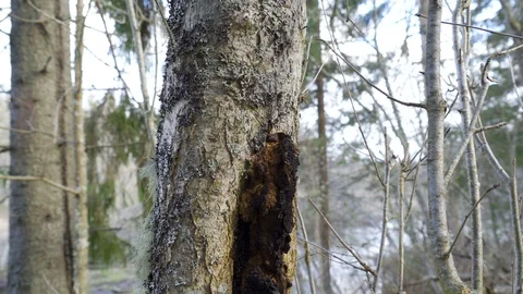 A black Inonotus obliquus on the trunk of the tree Stock Footage 129852772