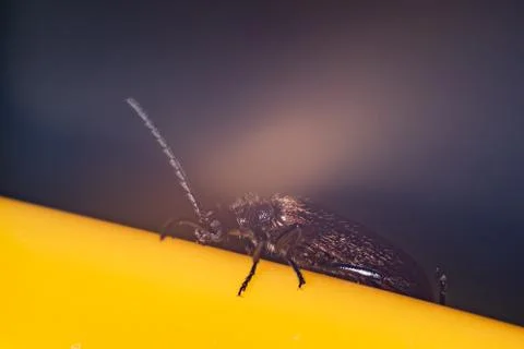 Black insect bug crawling on yellow surface Stock Photos