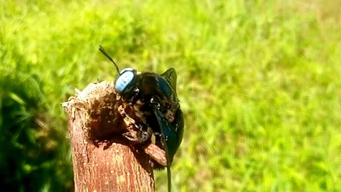 A black insect captured in close-up footage Stock Footage 252477662