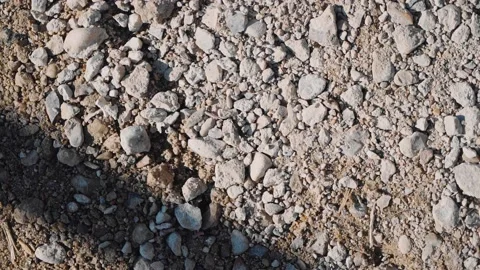 A black insect crawls on the rocks illuminated by the sun Stock Footage 172487478