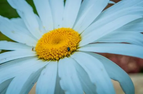 A black insect eats on the white and yellow daisy Stock Photos