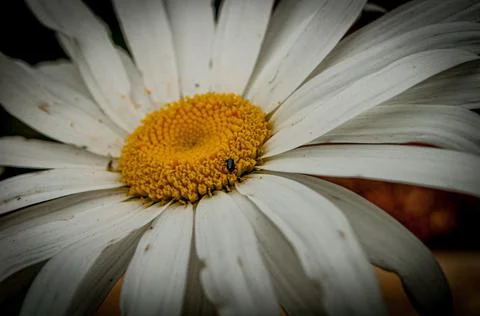 A black insect eats on the white and yellow daisy Stock Photos