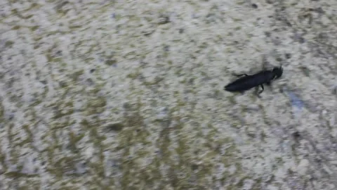 Black insect escaping to hide from me Stock Footage 260226315