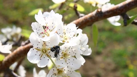 Black insect on flower Stock Footage 74591381
