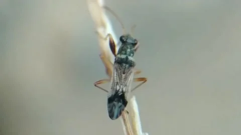 Black insect Stock Footage 141540773