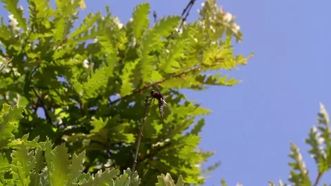 Black Insect Stock Footage 276695460
