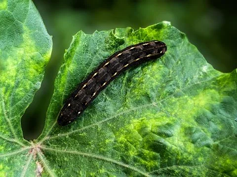 Black Insect on the green leaf Stock Photos