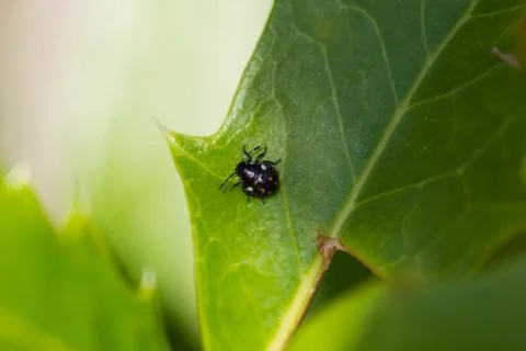 Black insect on a leaf Foto stock