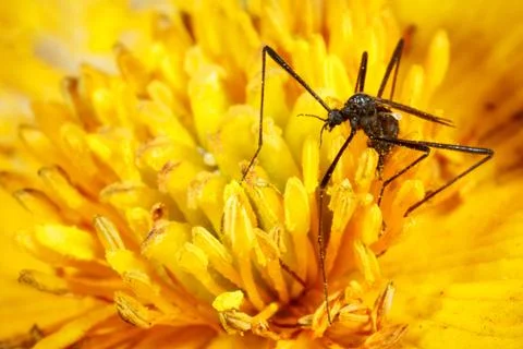 Black insect. Stock Photos