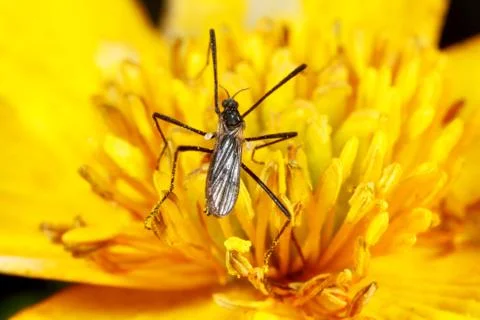 Black insect. Stock Photos