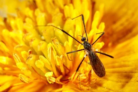 Black insect. Stock Photos