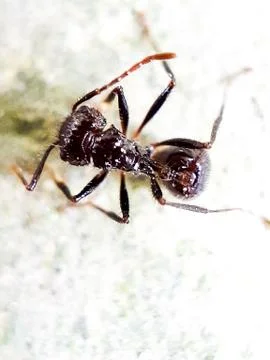 Black insect. Stock Photos