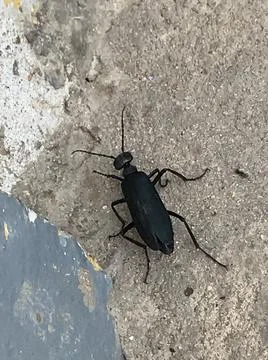 Black insect Stock Photos