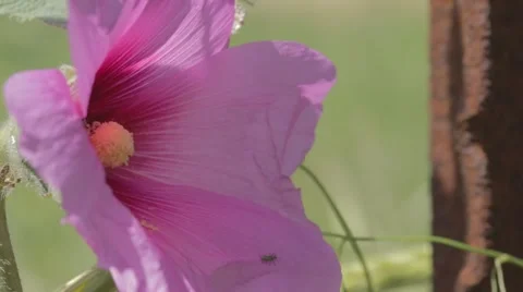 A black insect on a pink flower Stock Footage 43862945