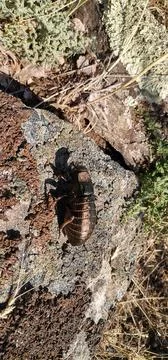 Black insect on rocks Stock Photos