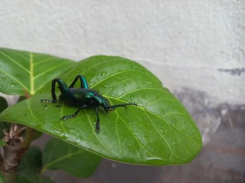 A black insect sitting on a green leaf Stock Photos