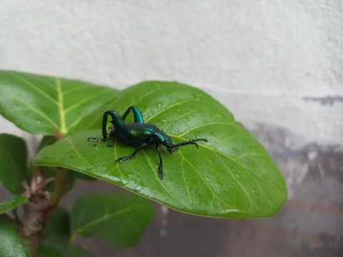 A black insect sitting on a green leaf Stock Photos
