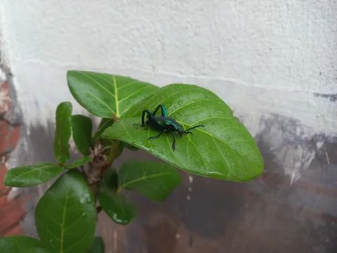 A black insect sitting on a green leaf Stock Photos