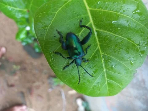 A black insect sitting on a green leaf Stock Photos