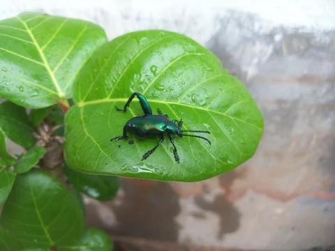 A black insect sitting on a green leaf Stock Photos