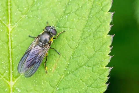 Black insect sitting on the leaf Foto stock
