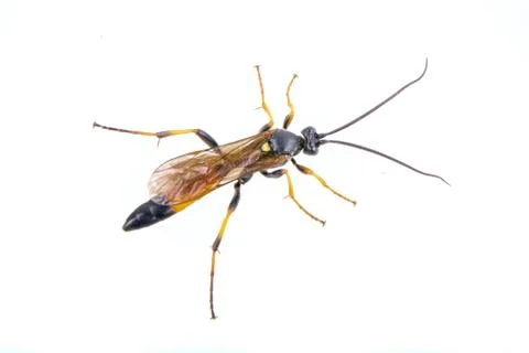 Black insect on the white background Foto stock