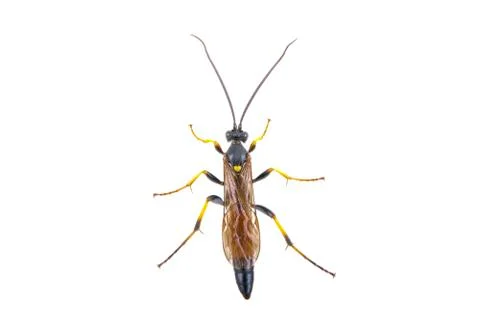 Black insect on the white background Stock Photos