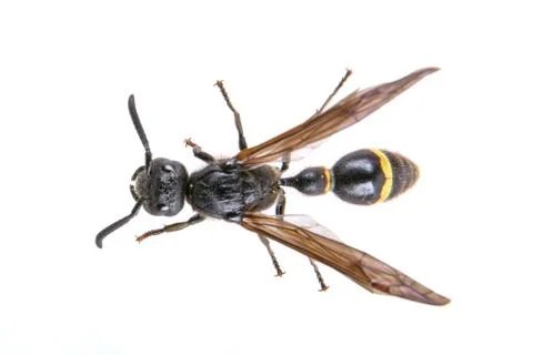Black insect on the white background Foto stock