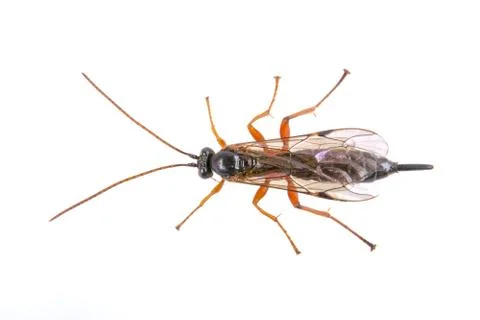 Black insect on the white background Foto stock