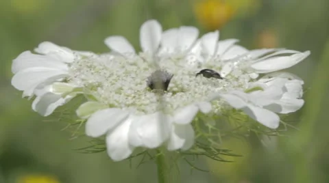 A black insect on a white flower Stock Footage 43862949