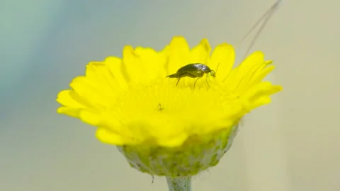 Black insect on the yellow flower Stock Footage 139866657