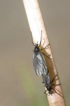 Black insects Stock Photos