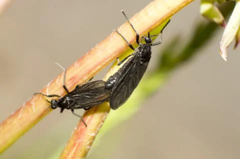 Black insects Stock Photos