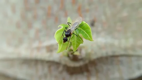 Black insects sitting on green leaves Stock Footage