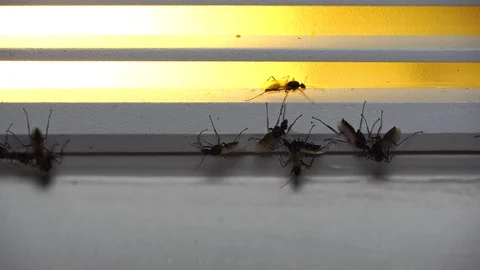 Black insects with wings playing with light after it rains. Termites Vidéo 108299011