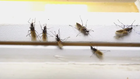 Black insects with wings playing with light after it rains. Termites Stock Footage 108304530