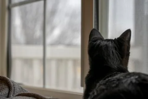 Black inside cat looking out the window Stock Photos