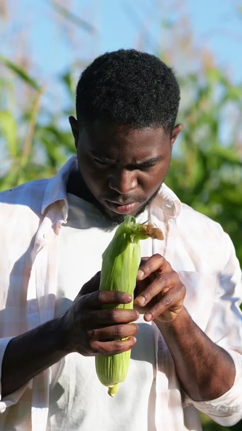 Black Inspector Peeling Corn Husk To Inspect Kernels, Careful Fingers Revealing Stock-Footage 332902065