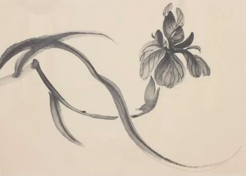 Black iris flower Stock Illustration