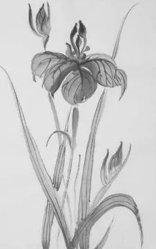 Black iris flower Stock Illustration