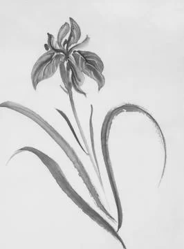 Black iris flower Stock Illustration