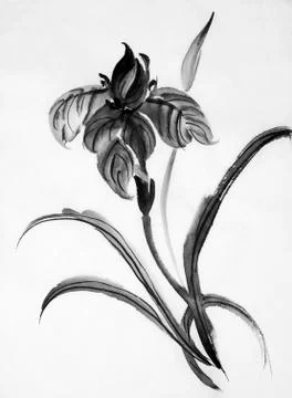 Black iris flower Illustrazione stock