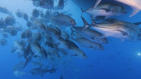 Black jack fish and silky shark swimming underwater in sea Stock Footage 115831306