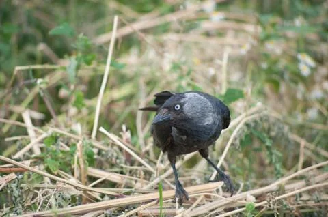 Black jackdaw on the grass Stock Photos