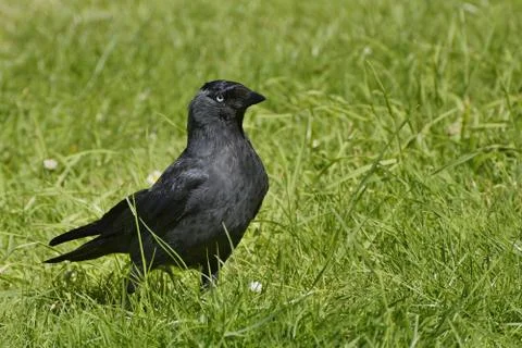 Black jackdaw in the grass Stock Photos